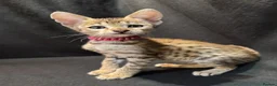 Savannah cats for sale: 2 and 3 months old. Tica Regist. Savannahs - Advert 14