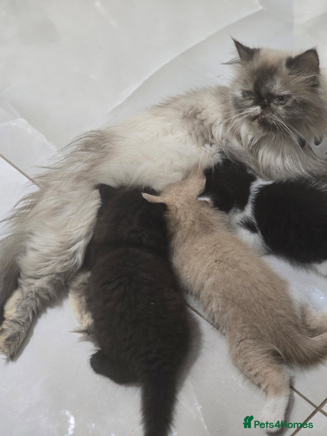 Persian cats for sale: Gorgeous and unique Persian kitten - Advert 4