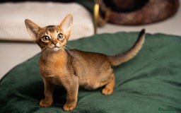 Abyssinian cats for sale: Premium Abyssinian kittens-TICA- Champion Pedigree - Image 15