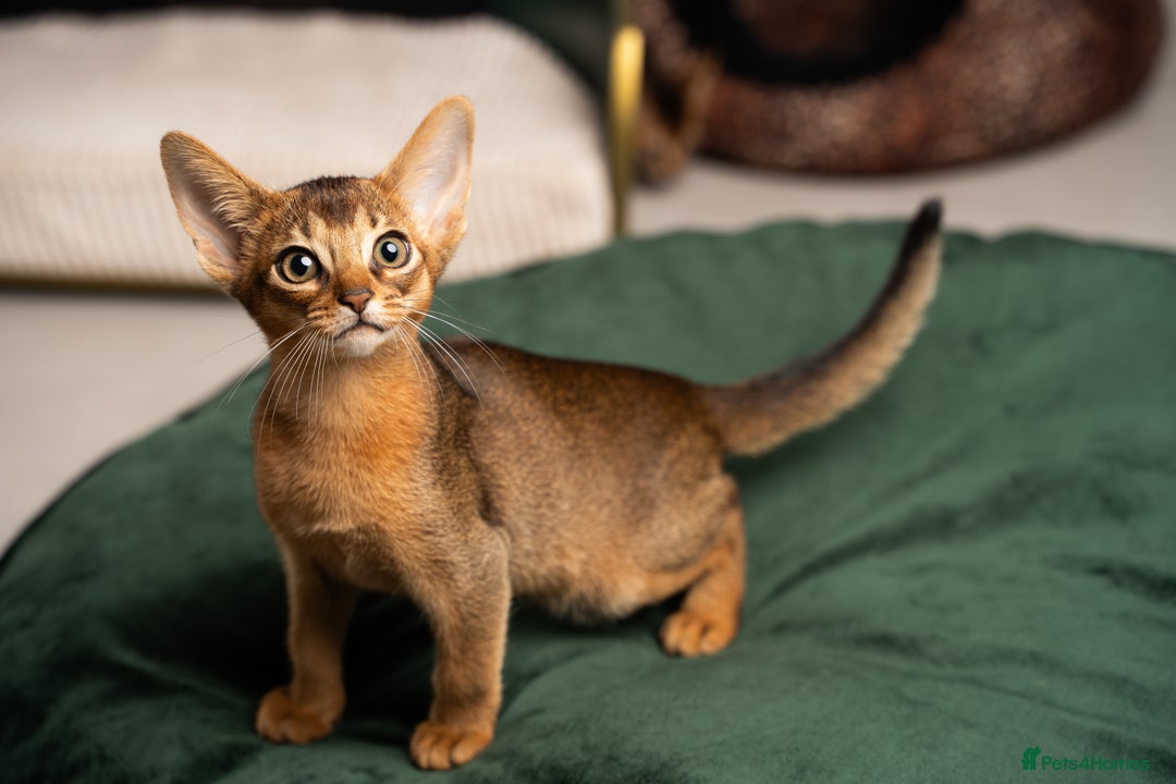 Abyssinian cats for sale: Premium Abyssinian kittens-TICA- Champion Pedigree - Image 15