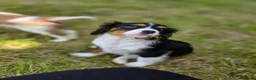 Cavalier King Charles Spaniel dogs for sale: Friendly and playful Cavalier Puppies - Advert 9