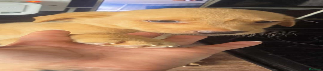 Labrador Retriever Puppy 4