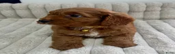 Cockapoo dogs for sale: Deep Red Cockapoo Puppies - Advert 2