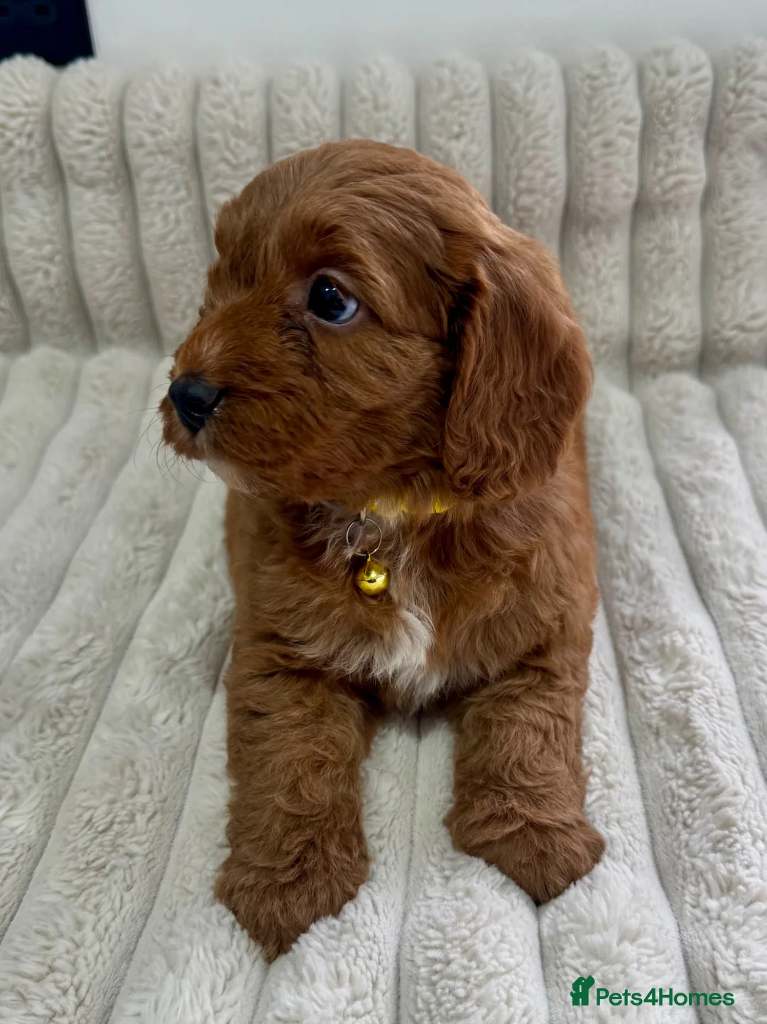 Cockapoo dogs for sale: Deep Red Cockapoo Puppies - Advert 2