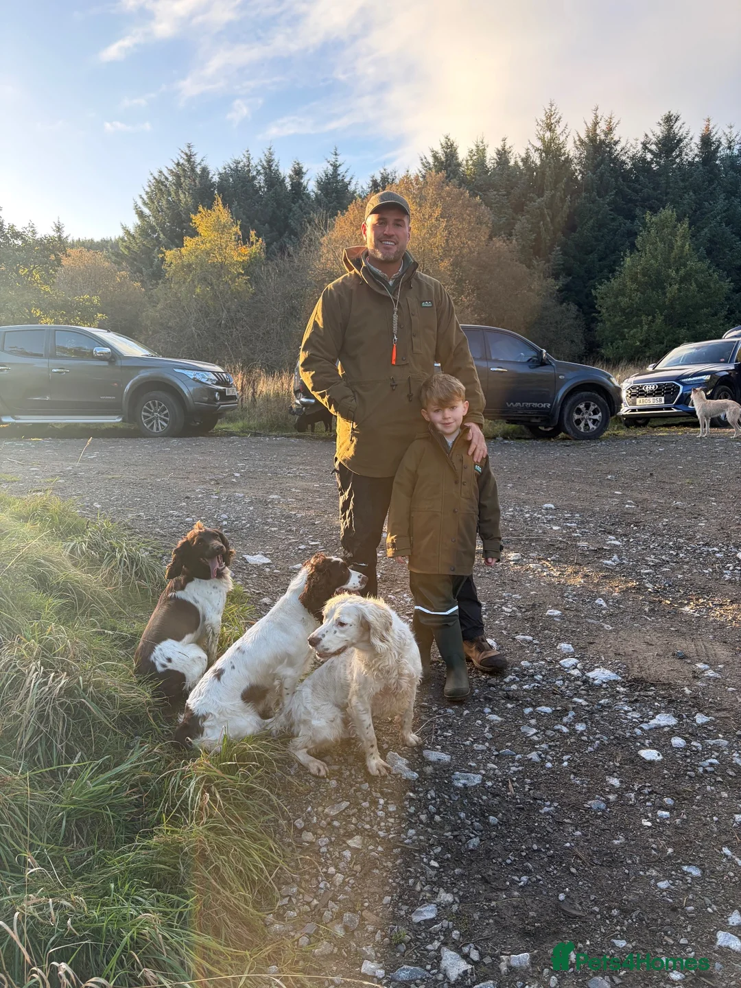 English Springer Spaniel dogs for stud: KC Registered Working Springer Spaniel Stud - Advert 5