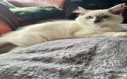 Ragdoll cats for sale: Handsome playful Ragdoll Kitten - Male - Image 9