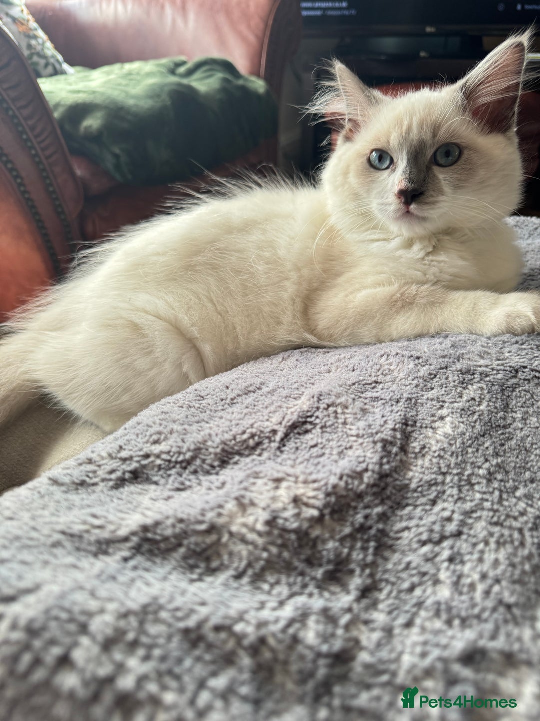 Ragdoll cats for sale: Handsome playful Ragdoll Kitten - Male - Image 9
