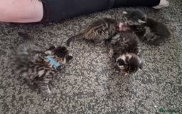 Maine Coon cats for sale: Maine coon cross munchkin kittens for sale in Cramlington - Image 16