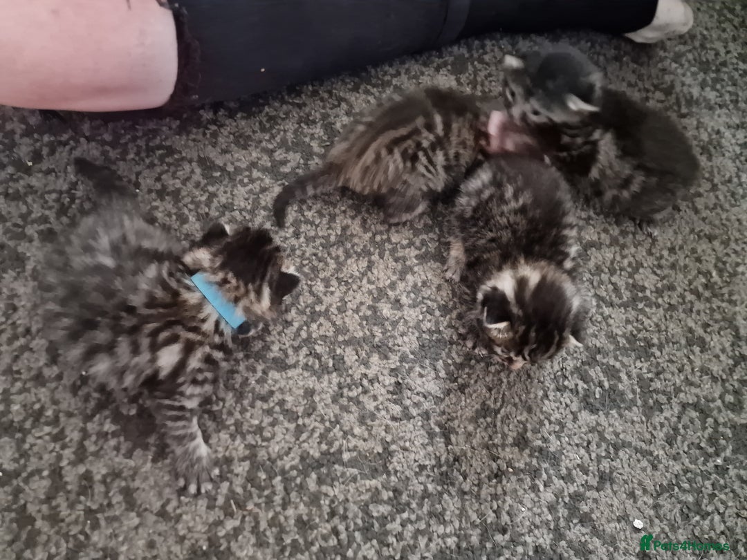 Maine Coon cats for sale: Maine coon cross munchkin kittens for sale in Cramlington - Image 16