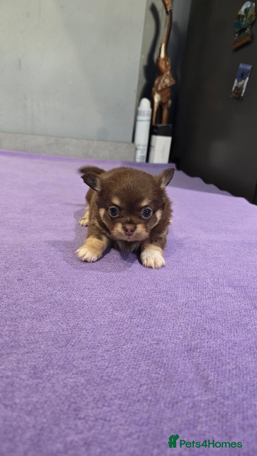 Chihuahua dogs for sale: Chihuahua puppies Russian ancestry with perfect bo - Advert 8