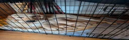 Golden Retriever dogs for sale: Pedigree Golden Retriever pups for sale - Advert 2