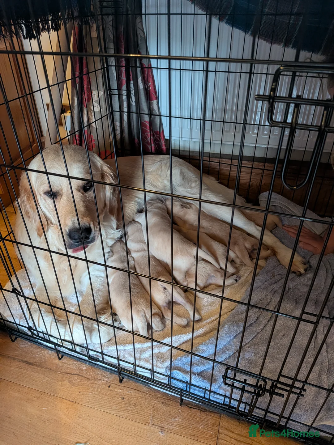 Golden Retriever dogs for sale: Pedigree Golden Retriever pups for sale - Advert 2