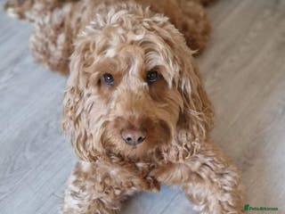 Cockapoo dogs Proven DNA tested red F1 Cockapoo Charlie for Stud in Milton Keynes - Advert 5