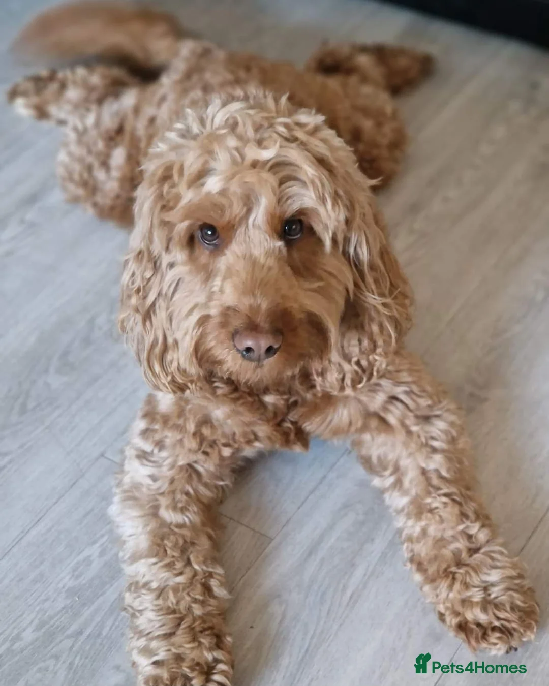 Cockapoo dogs for stud: Proven DNA tested red F1 Cockapoo Charlie for Stud in Milton Keynes - Advert 1