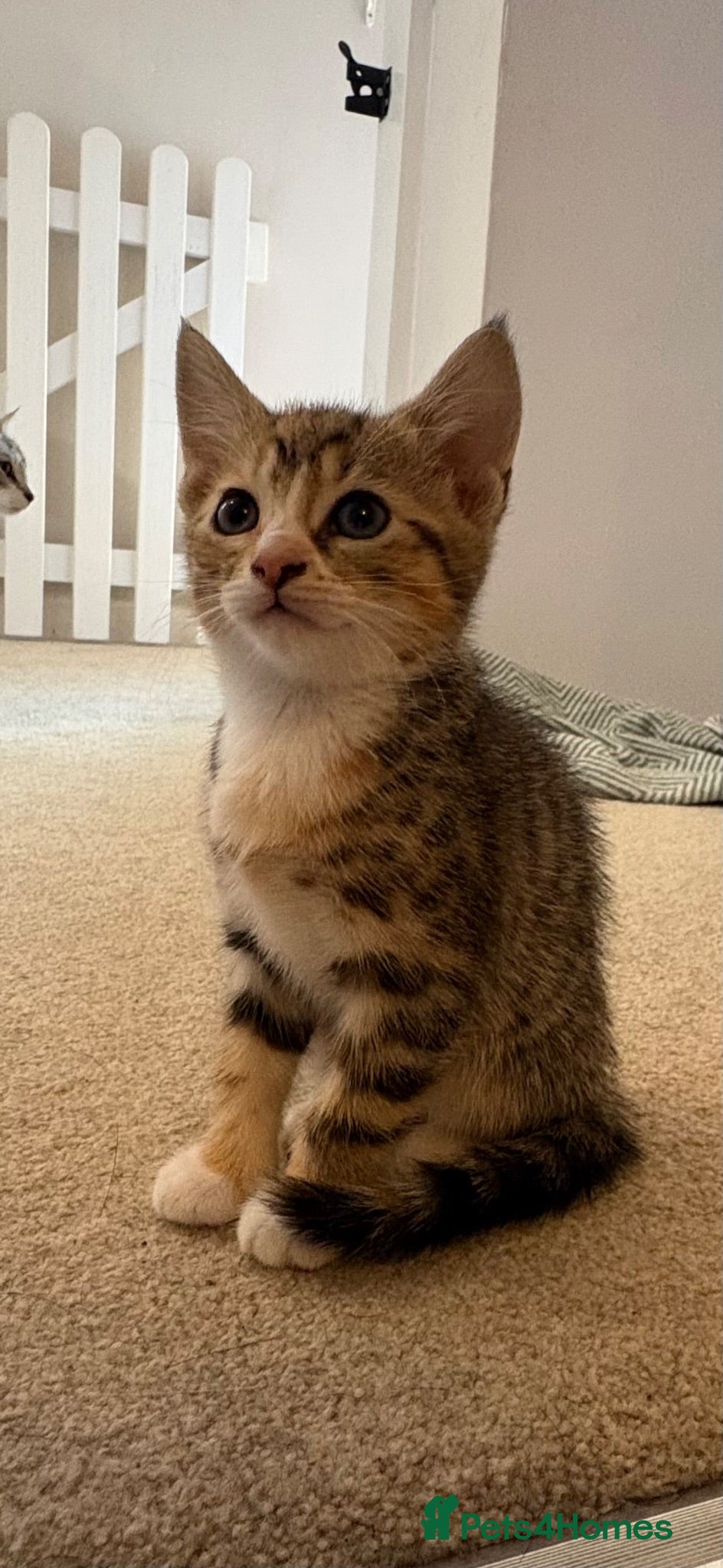 Mixed Breed cats READY 24th. 5 beautiful, cuddly, playful kittens  - Advert 1