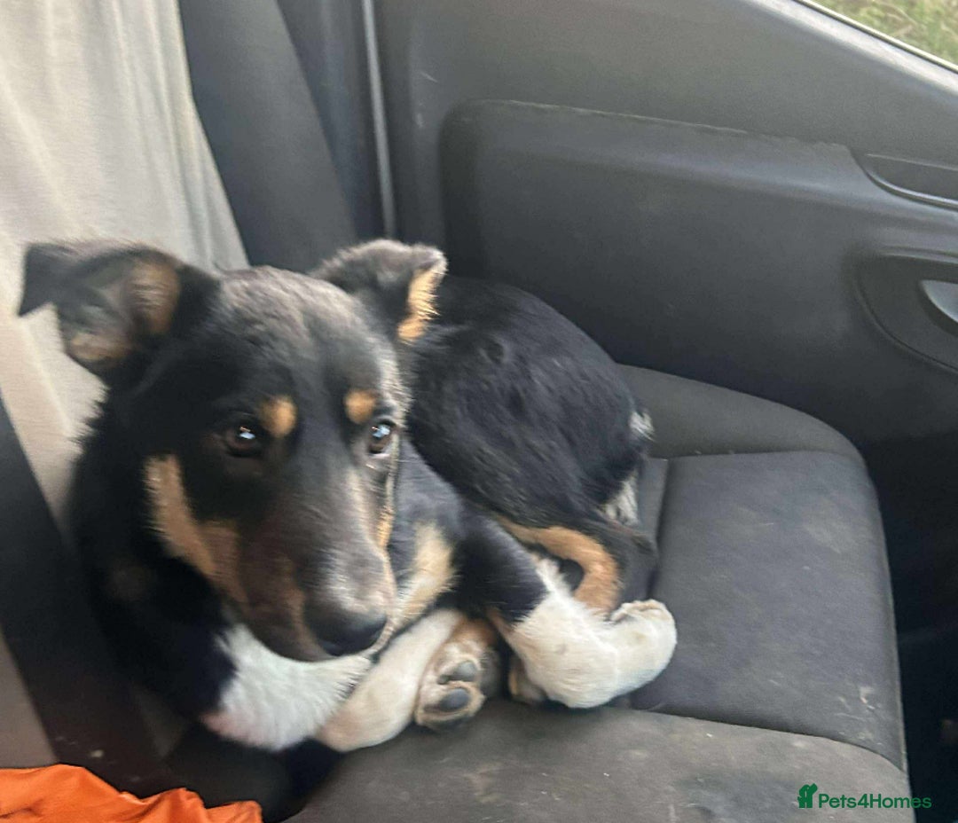 Borador dogs for sale: Labrador x collie pups - Image 7
