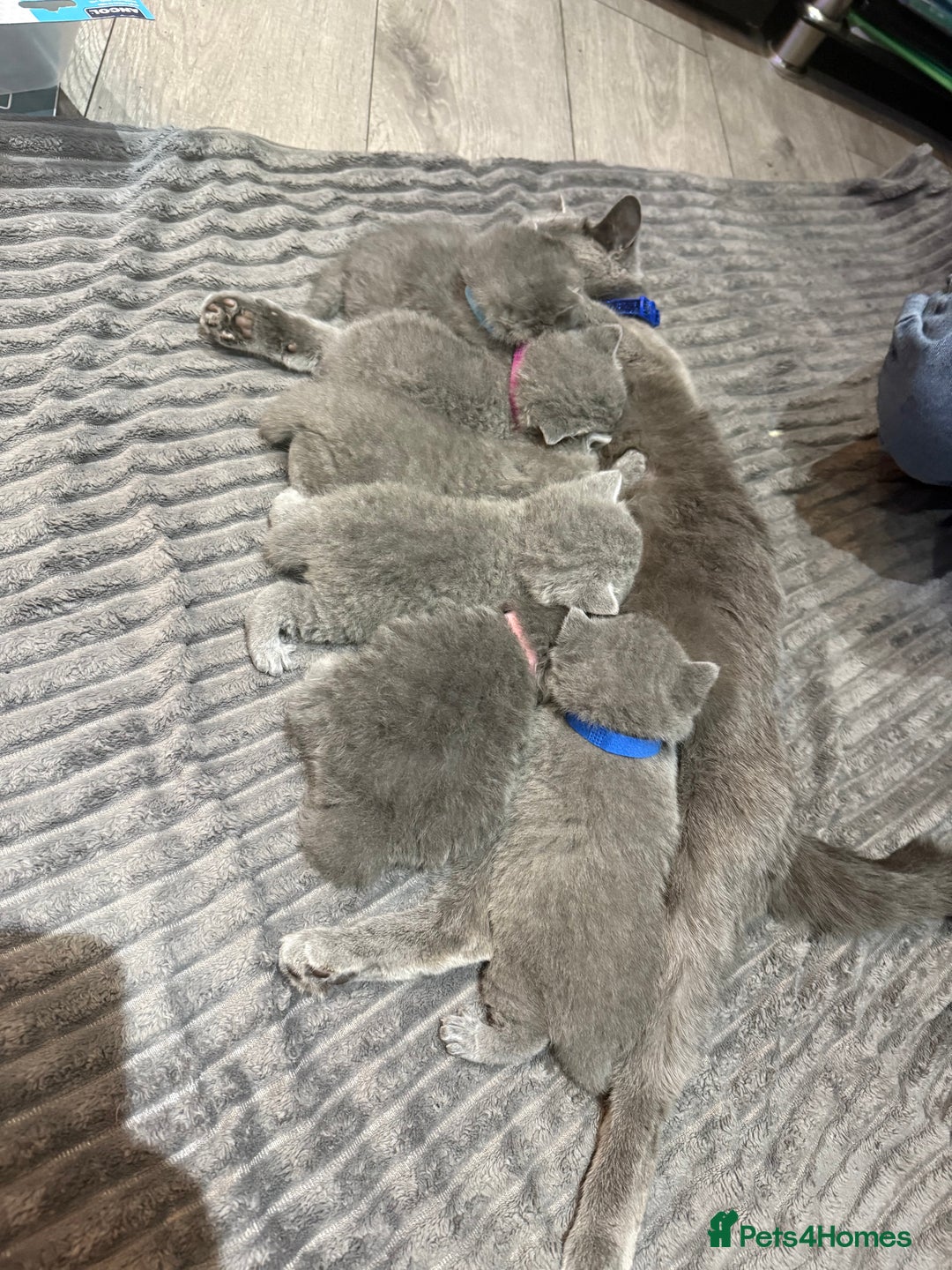 British Shorthair cats for sale: Gorgeous BHS kittens from grand champion gccf stud - Advert 9