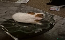 Guinea Pig rodents for sale: Little boy guinea pig - Image 4