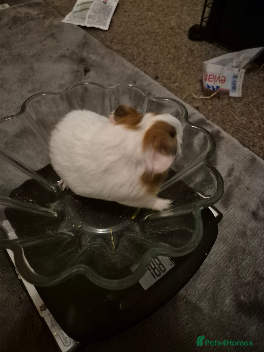 Guinea Pig rodents for sale: Little boy guinea pig - Image 4