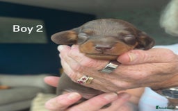 Miniature Dachshund dogs for sale: Miniature Dachshund Puppies For Sale  - Image 5