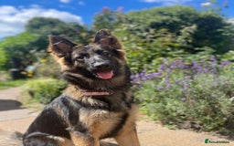 Mixed Breed dogs for sale: German Shepherd cross American bulldog puppies - Image 28