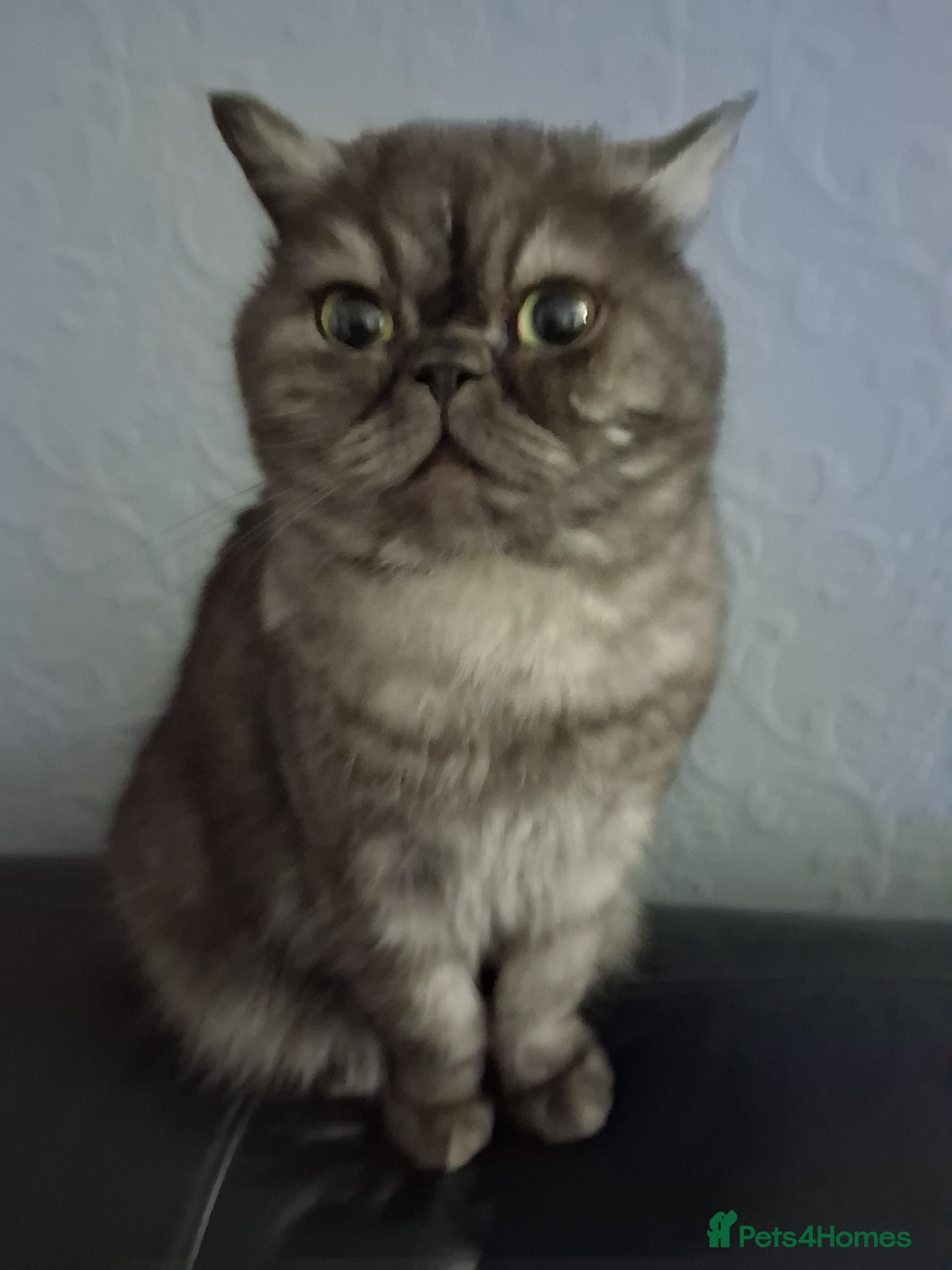 Exotic cats Exotic spayed female house cat - Advert 4