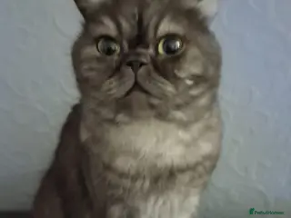 Exotic cats Exotic spayed female house cat - Advert 4