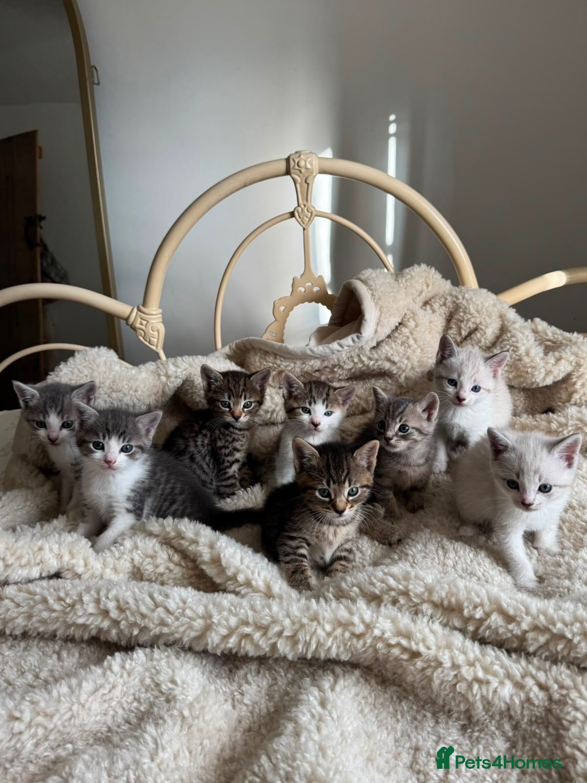 British Shorthair cats Beautiful litter or British shorthair x kittens   - Advert 1