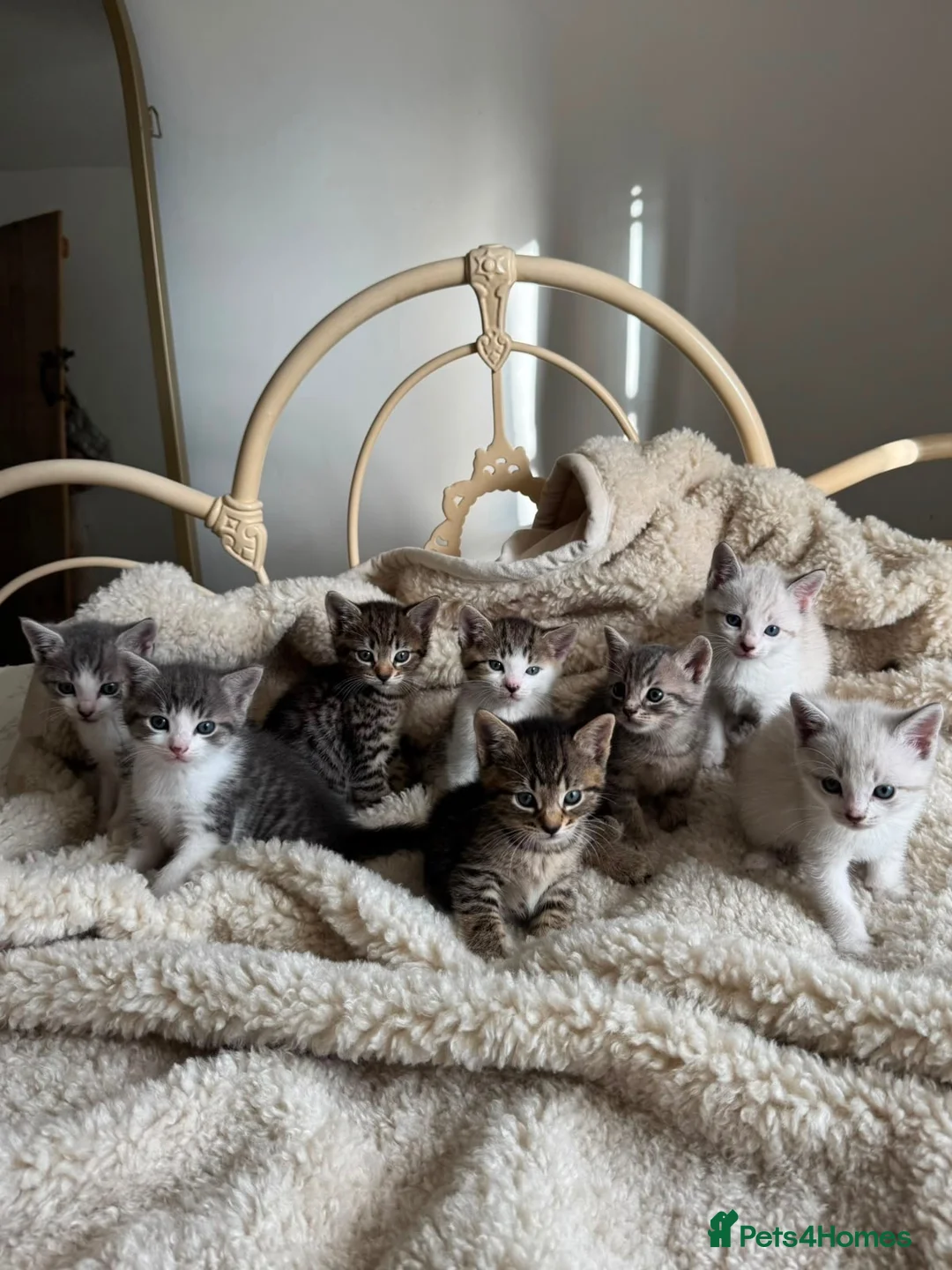British Shorthair cats for sale: Beautiful litter or British shorthair x kittens   - Advert 1