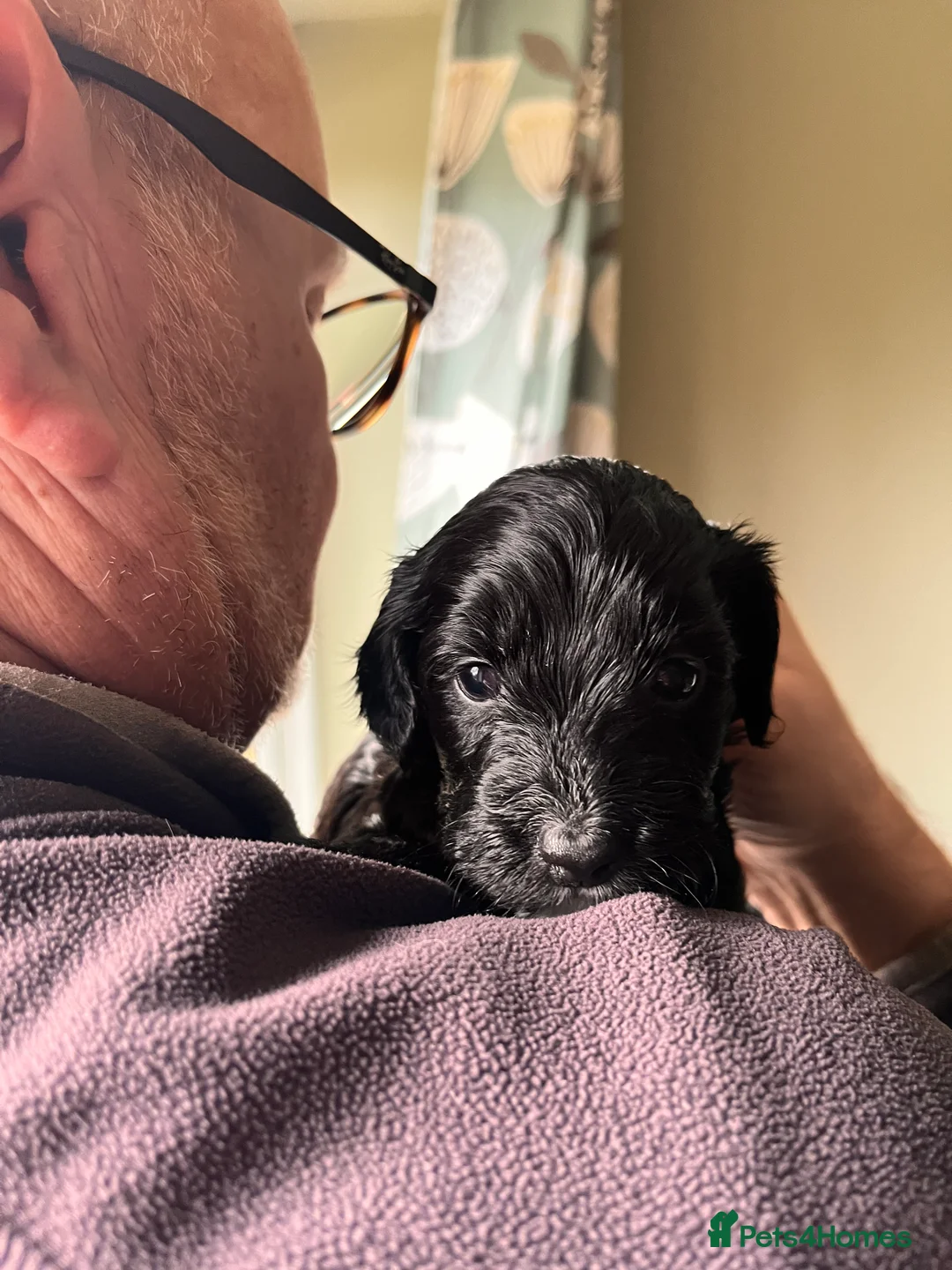 Mixed Breed dogs for sale: Stunning black Australian labradoodle pups - Advert 27