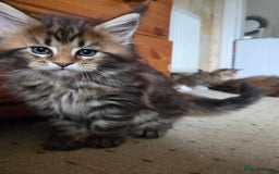 Maine Coon cats for sale: 2 Gorgeous Mane Coon Kittens  - Image 9