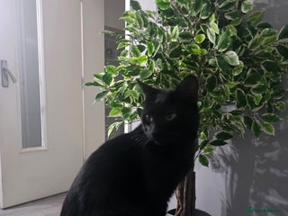 Bombay cats Bombay male - Advert 4