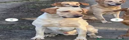 Labrador Retriever dogs for sale: Ready Now - KC Chunky Vet Checked Lab Puppies - Advert 10