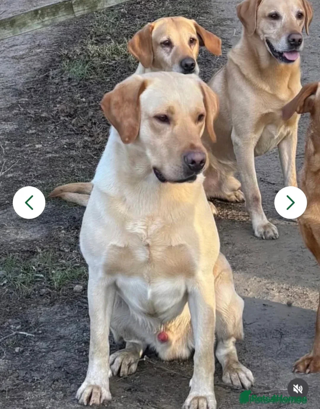 Labrador Retriever dogs for sale: Ready Now - KC Chunky Vet Checked Lab Puppies - Advert 10