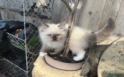 Ragdoll cats for sale: 🚨 Gorgeous, pedigree Ragdoll Puffballs! 🚨  - Image 23