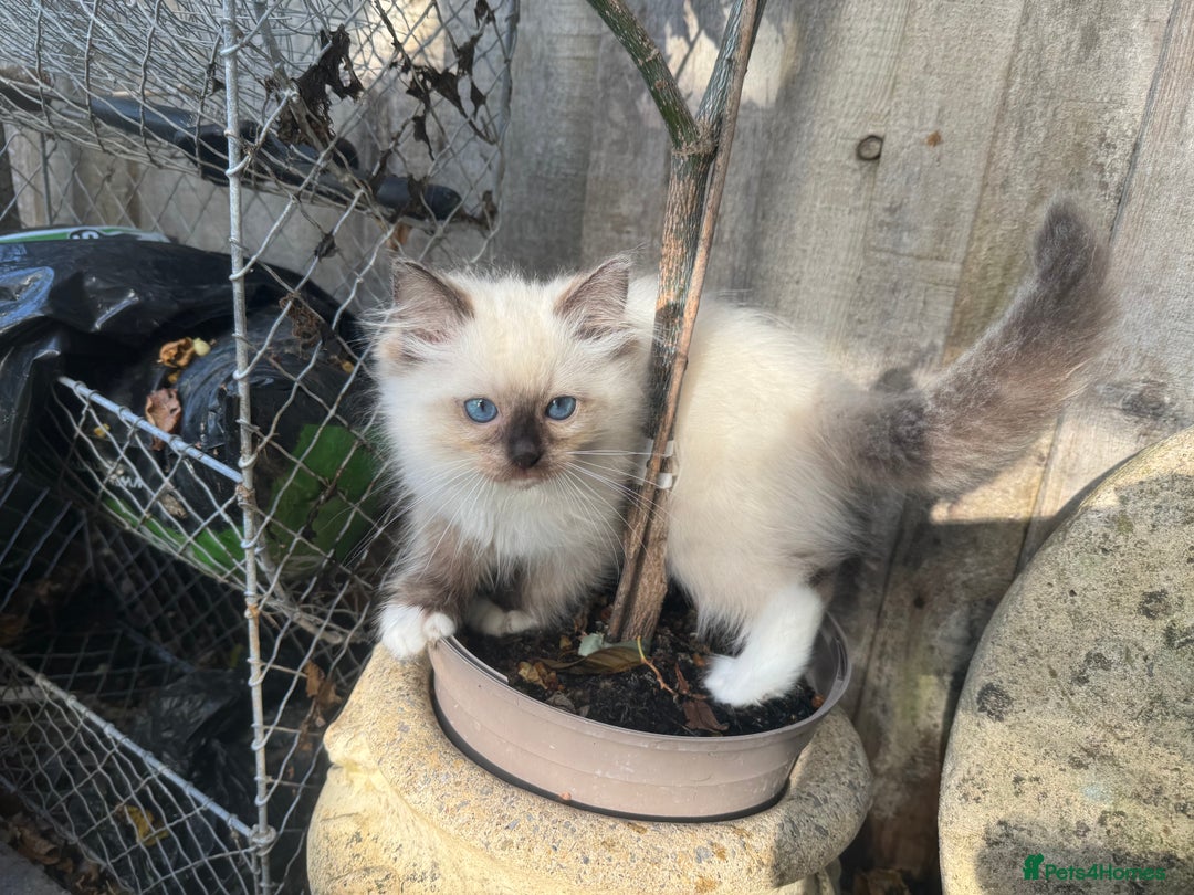 Ragdoll cats for sale: 🚨 Gorgeous, pedigree Ragdoll Puffballs! 🚨  - Image 23