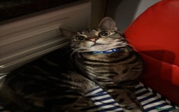 Domestic Shorthair cats for sale: Male Tabby Cat - Image 4