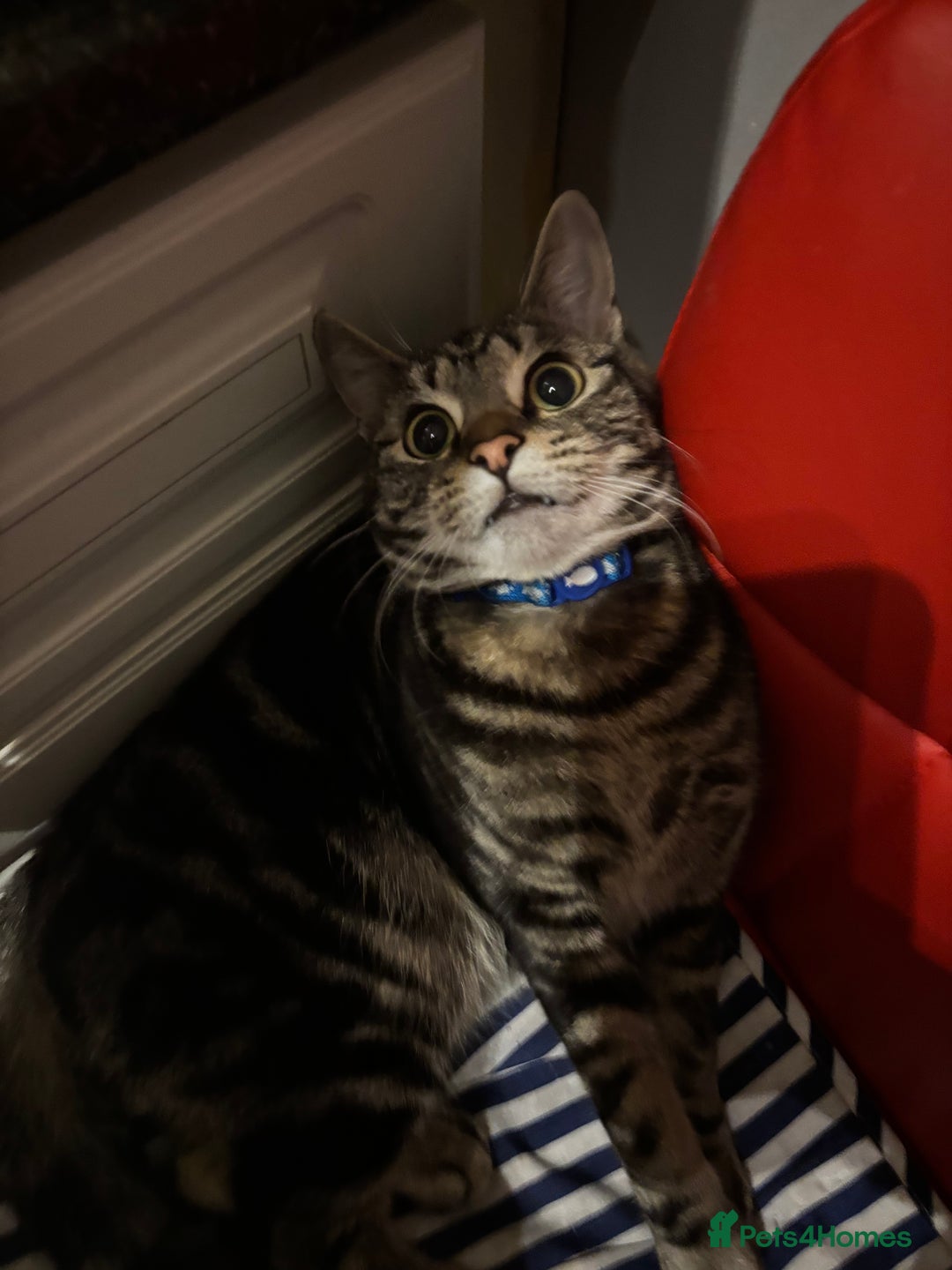 Domestic Shorthair cats for sale: Male Tabby Cat - Image 4