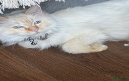 Ragdoll cats for sale: Ragdoll  - Image 4