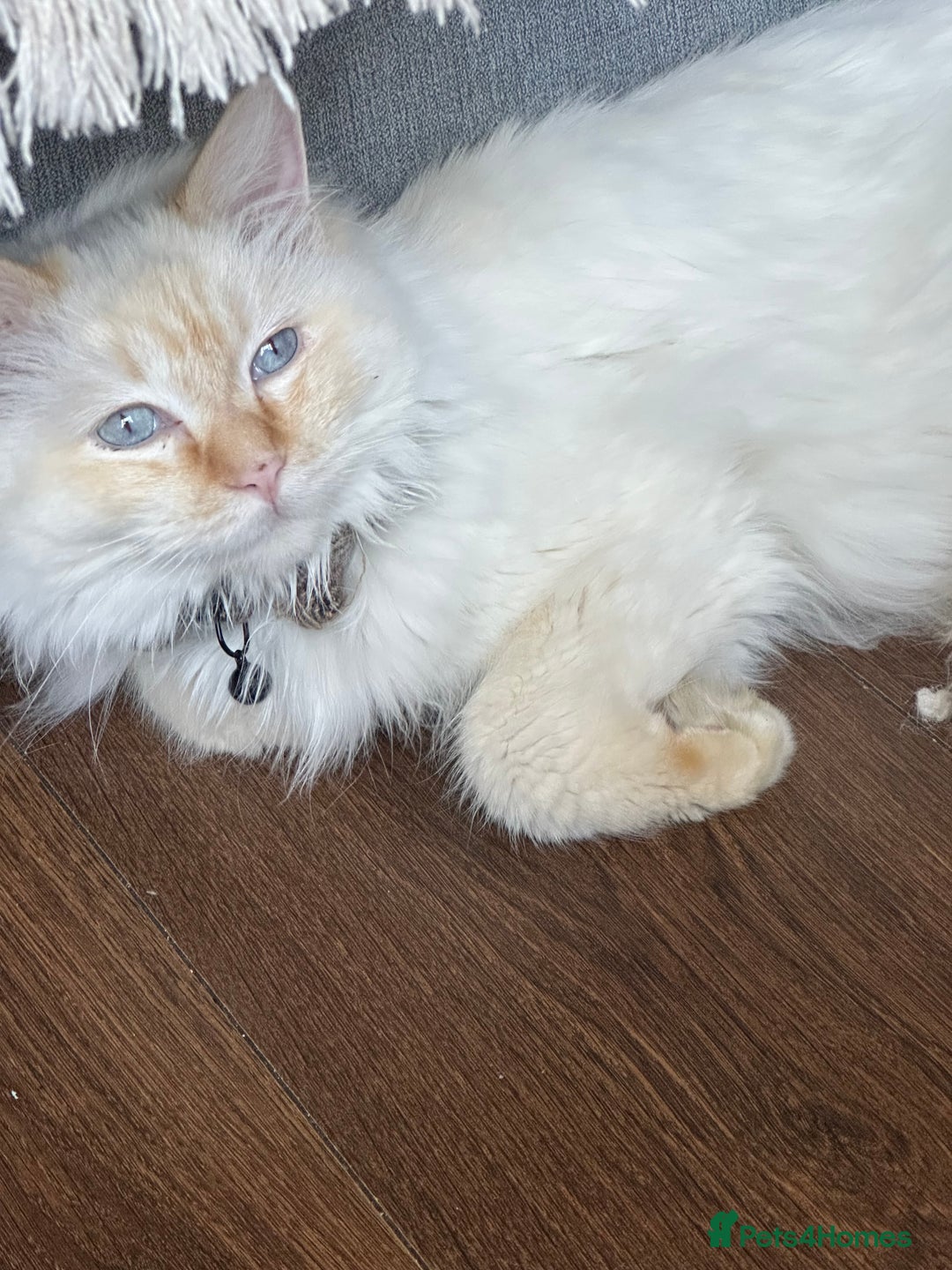 Ragdoll cats for sale: Ragdoll  - Image 4