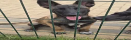 Belgian Shepherd Dog dogs for sale: Belgian malınois puppys - Advert 6