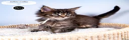 Maine Coon cats for sale: 💚Stunning XL TICA-registered Maine Coon Kittens  - Advert 4