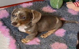 Miniature Dachshund dogs for sale: READY NOW...isabella miniature dachshund pups  - Image 3