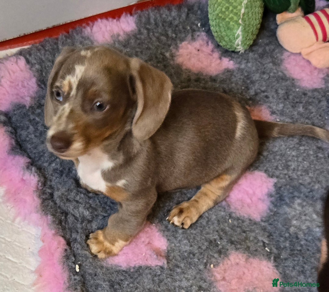 Miniature Dachshund dogs for sale: READY NOW...isabella miniature dachshund pups  - Image 3