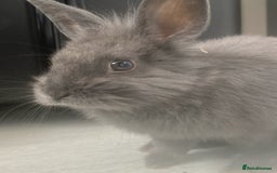 Lionhead rabbits for sale: Beautiful male lionhead  - Image 2