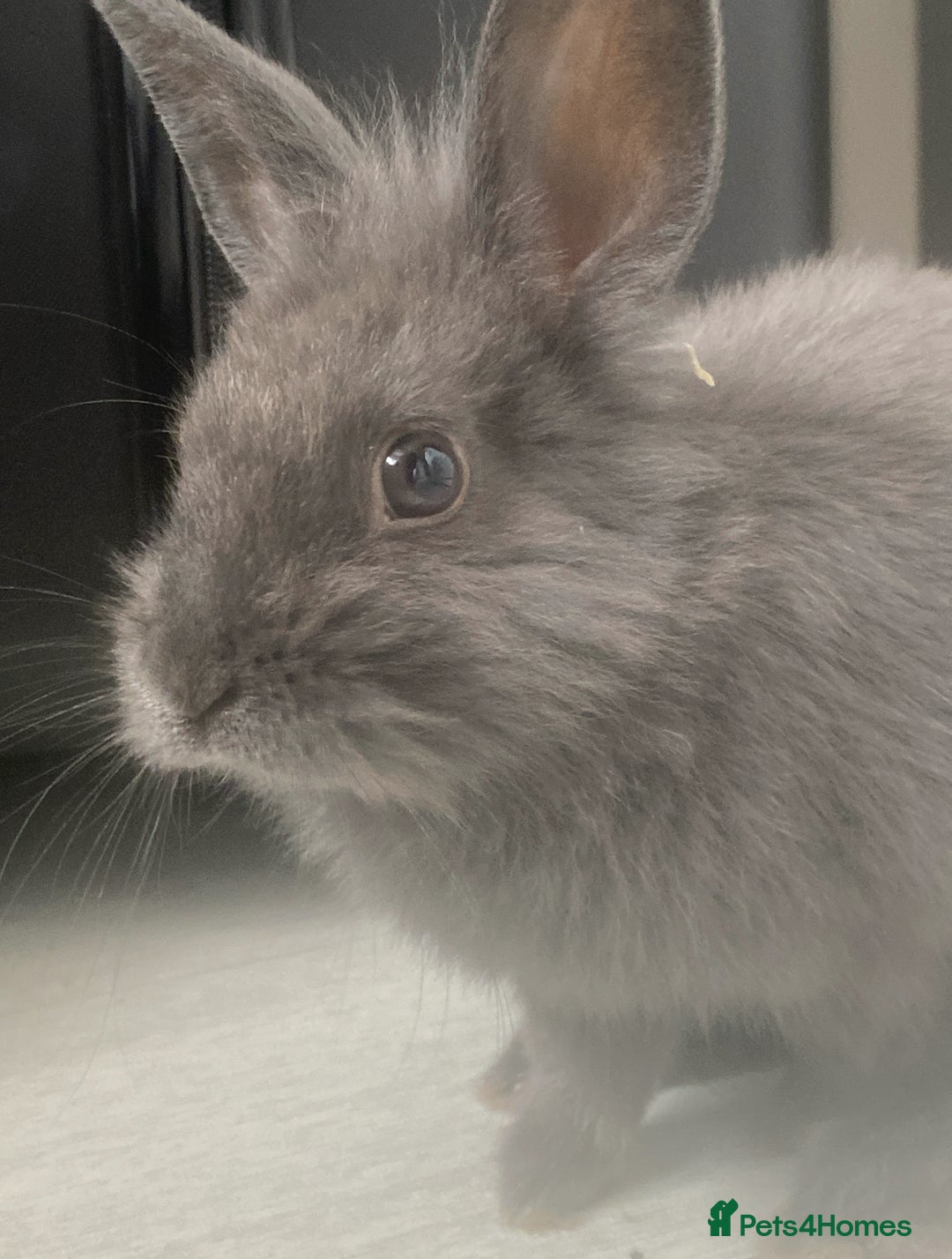 Lionhead rabbits for sale: Beautiful male lionhead  - Image 2