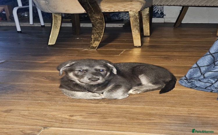 Mixed Breed dogs German sheperd x lab  - Advert 5