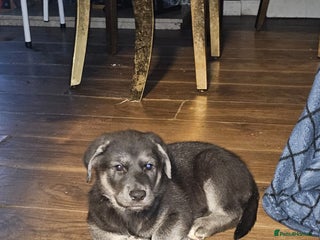 Mixed Breed dogs German sheperd x lab - Advert 16