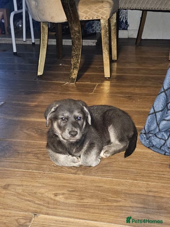 Mixed Breed dogs German sheperd x lab - Advert 5