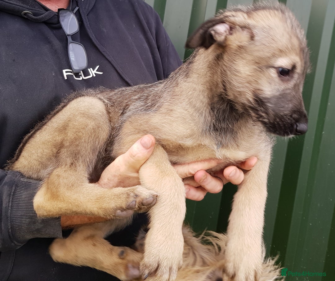 Irish Wolfhound dogs for sale: Irish Wolfhound Pups - Advert 3